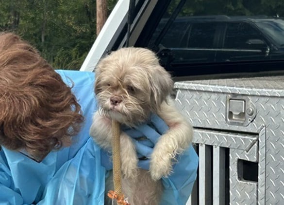 Dog Neglect Charges Filed Against Alleghany County Resident Following Investigation