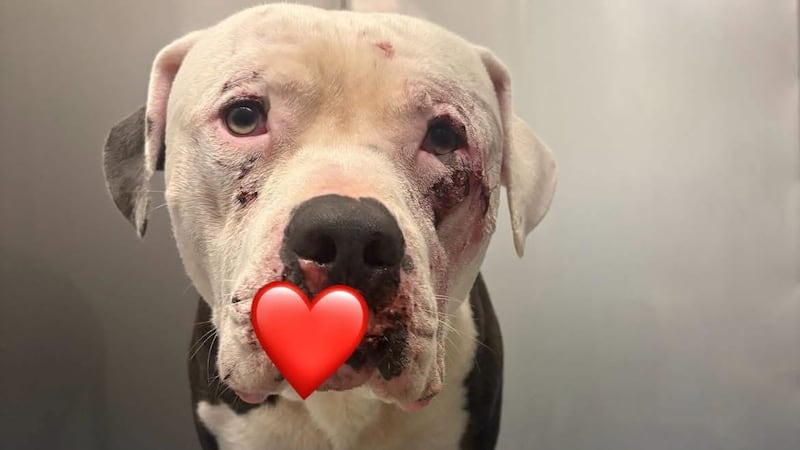 “The dog, known to his family as “Fat Head” (and known to us as Chance), was taken into the...