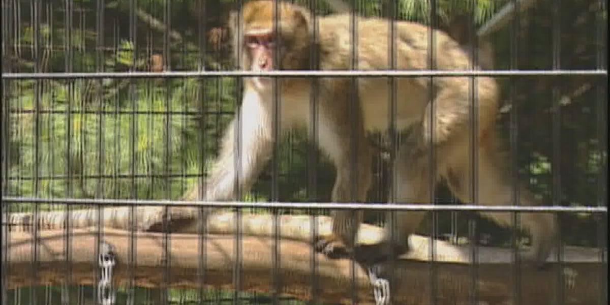 7 Archive: The search for Oops the Monkey