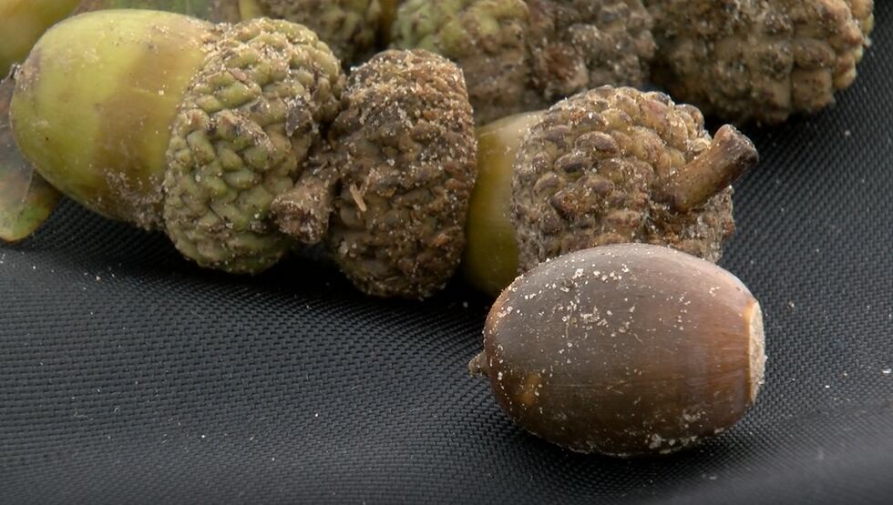 Acron Collection VDOF needs your help donating and collecting acorns