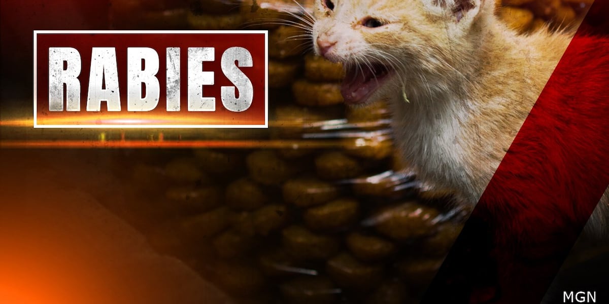Rabies case confirmed in Roanoke cat - WDBJ7