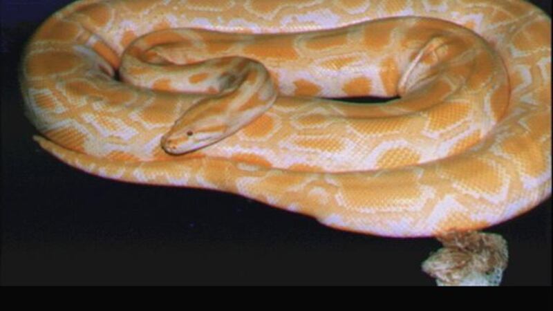 Bitten By Python Coding Man bitten by neighbor’s escaped python in toilet