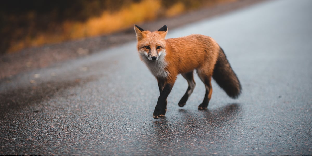 Fox tests positive for rabies in Patrick County