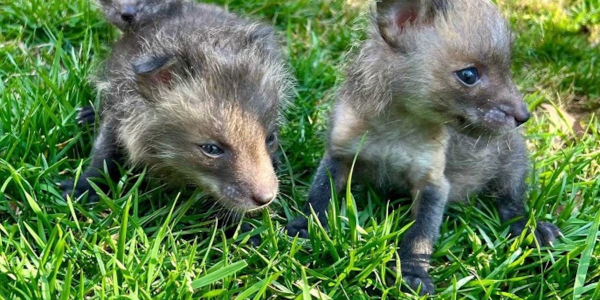 Red fox kits open their eyes after recovering from pneumonia