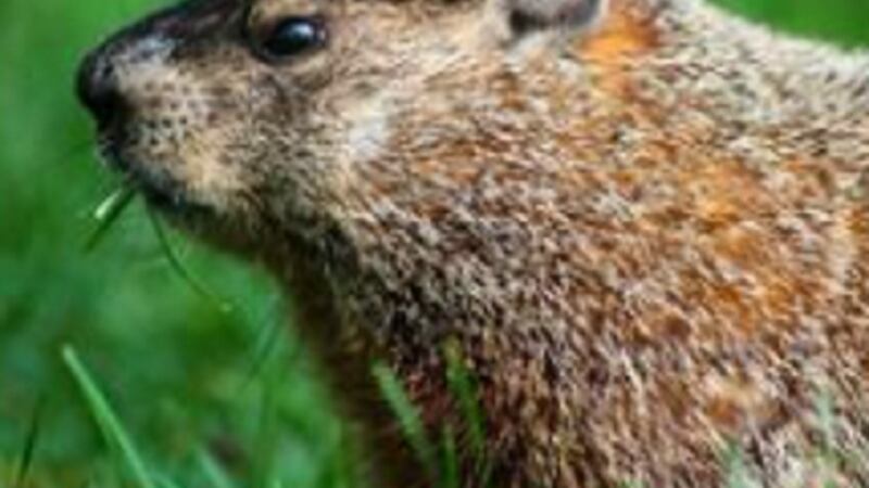 Health district warns of rabid groundhog in Galax