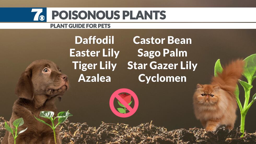 Dangers plants pose to pets