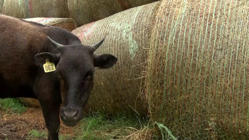 There has been a national shortage in the cattle headcount, which has been down for at least...