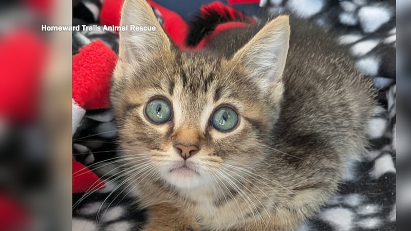 Homeward Trails Animal Rescue