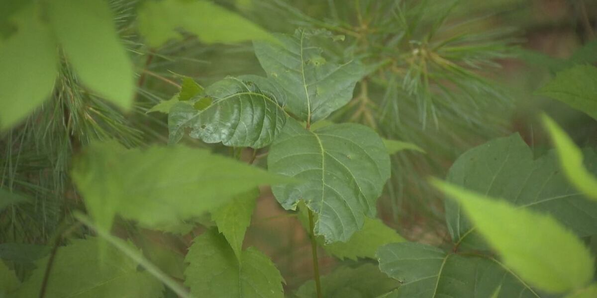 Preventing poison ivy rashes this spring