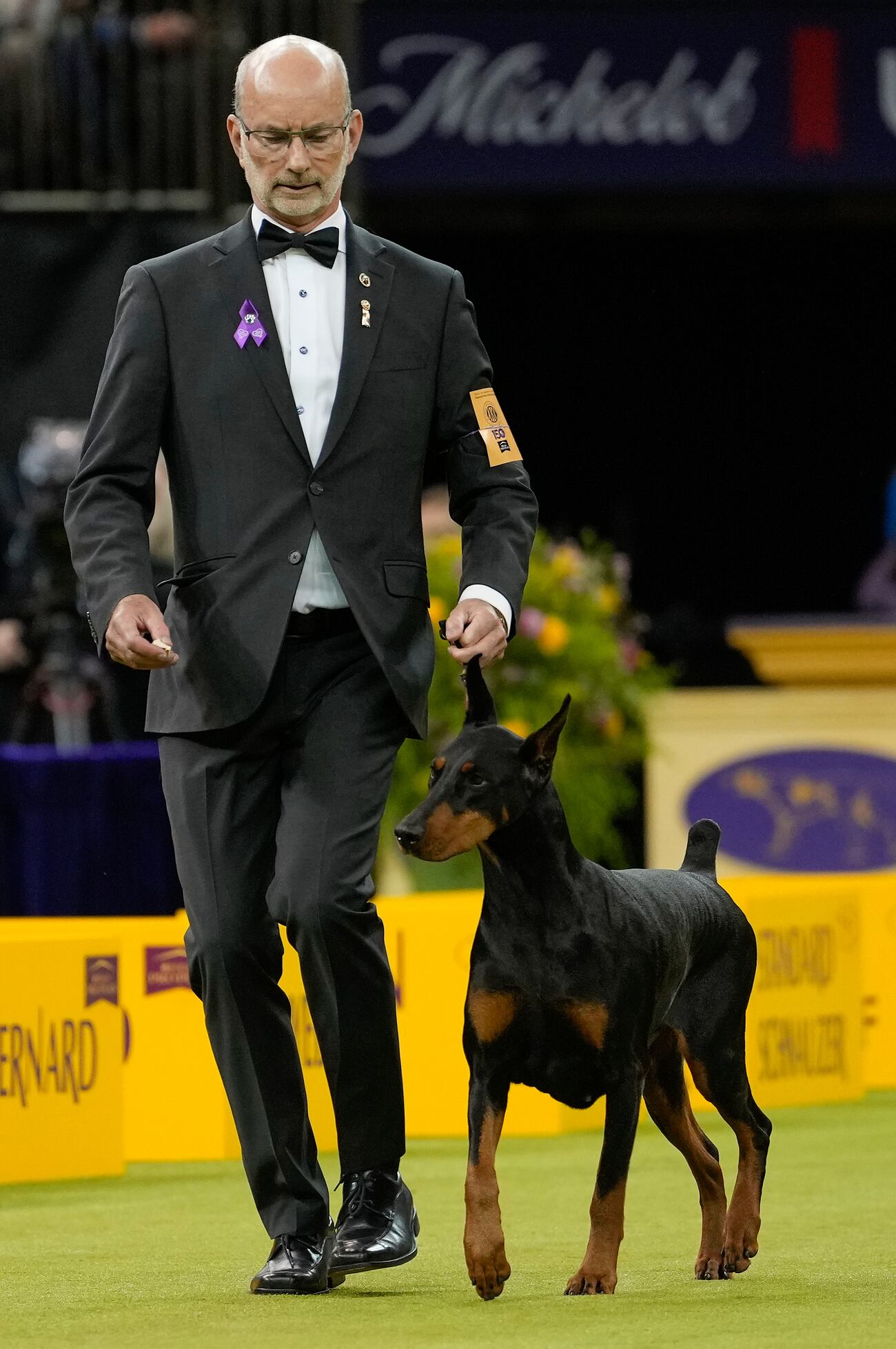 Undistractable Penny the Doberman pinscher wins best in show at 150th Westminster dog show