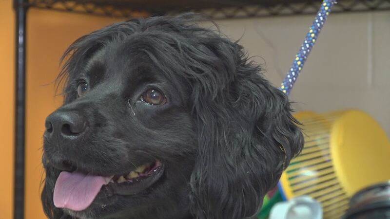 A dog available for adoption at the Bedford County Animal Shelter.