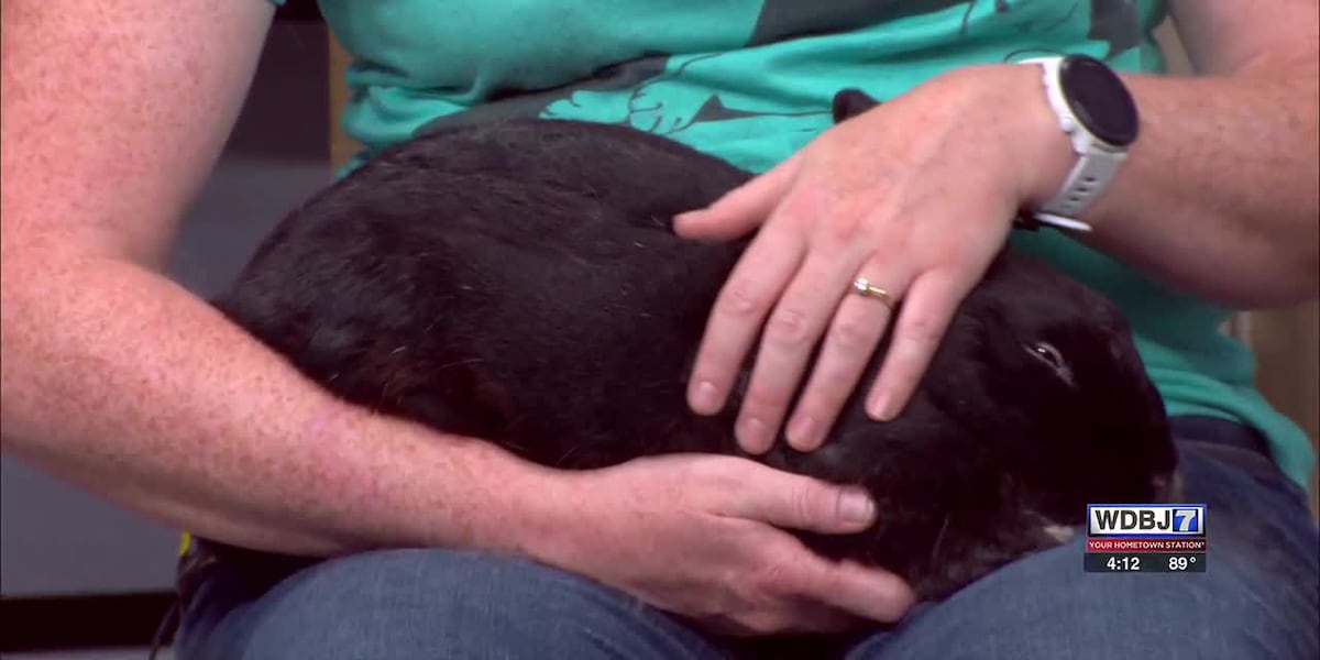 MEGA summer pet adoption event is this weekend