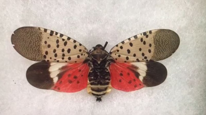 Virginia Invasive Insect Flying Virginia agriculture officials urge vigilance on new invasive pest