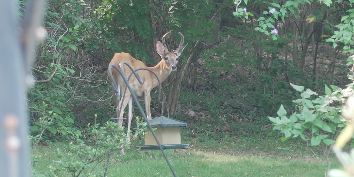 Roanoke considering multi-part approach to reduce deer population