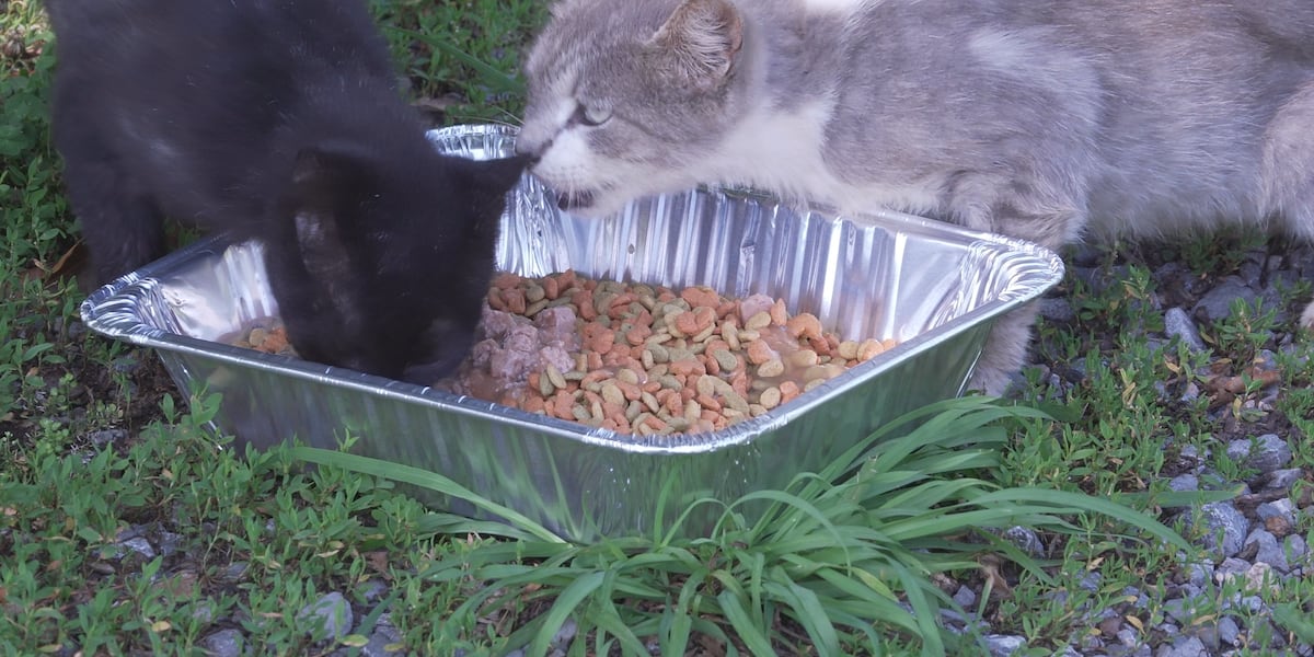 Vinton women look to save cats living at abandoned house
