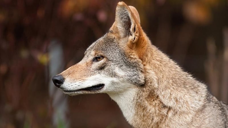 Read Wolf US proposes shrinking last endangered red wolf habitat