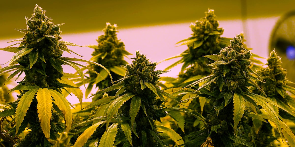 Target 7: Countdown to marijuana marketplace now under way in Virginia