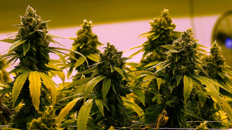 FILE- A cannibis plant that is close to harvest grows in a grow room at the Greenleaf Medical...
