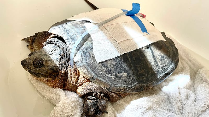 The turtle suffered severe fractures to the upper portion of its shell. The body cavity could...