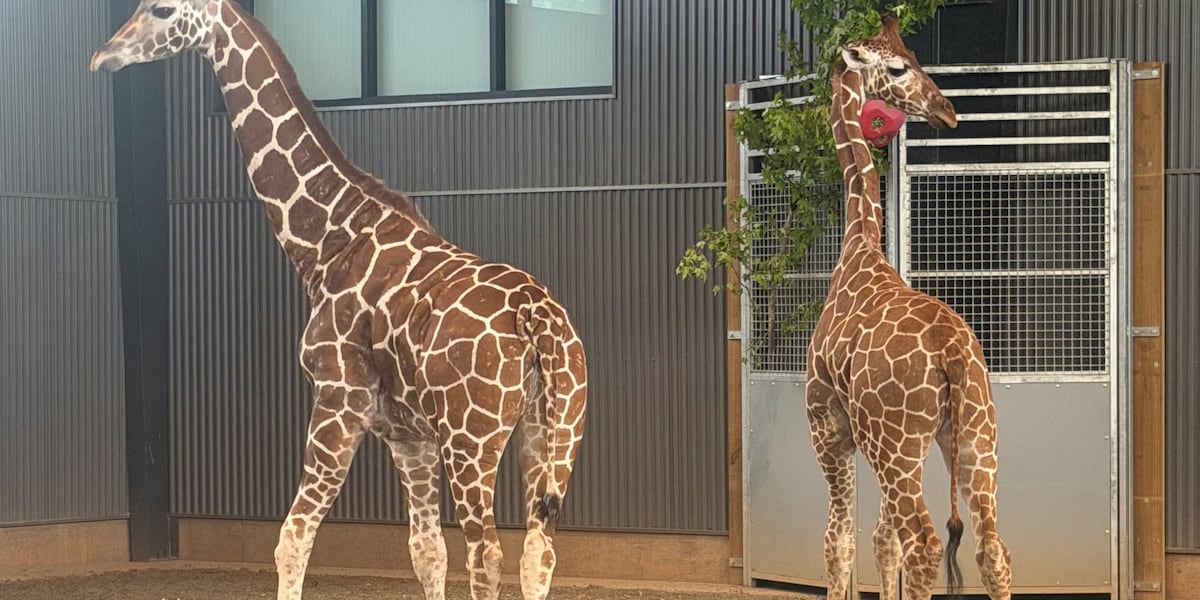 Baby giraffes found safe after disappearing from Natural Bridge Zoo