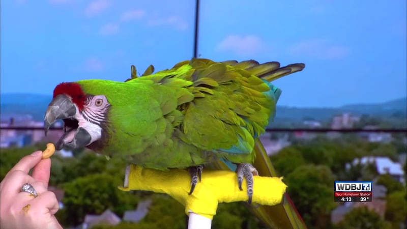 Mill Mountain Zoo Upcoming March Events