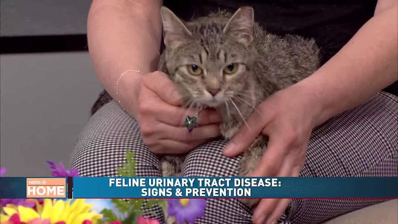 PAWS & CLAWS: Preventing Feline Lower Urinary Tract Disease