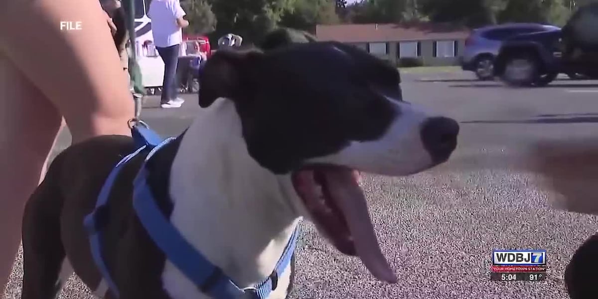 Keep Pets Safe in Heat