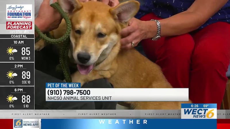 An unnamed mixed-breed dog from the New Hanover County Sheriff’s Office Animal Services Unit...