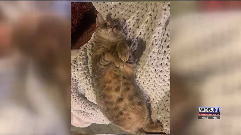 Pet Talk Discusses FIV
